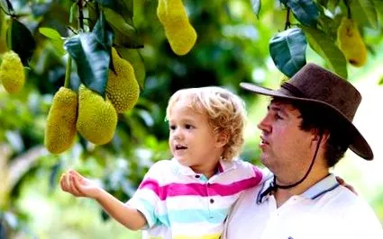 jackfruit