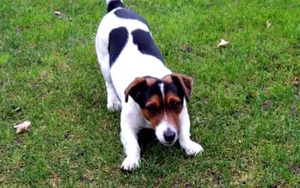 jack