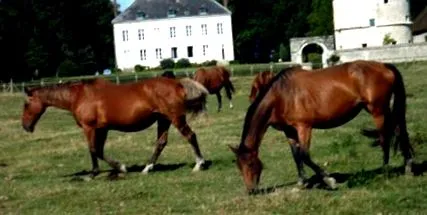 lovában