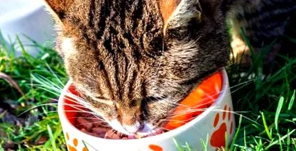 котки