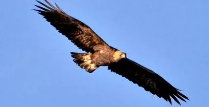 орел