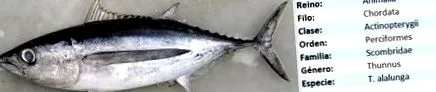 albacora