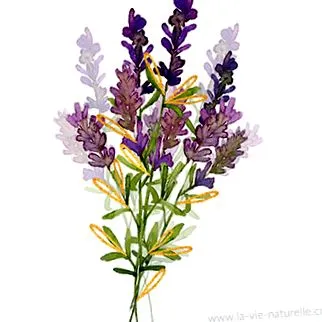 medicago
