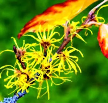 plante