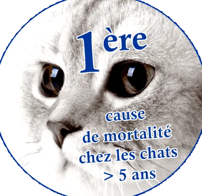 krónikus