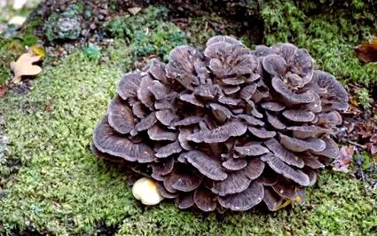 lupta plantele