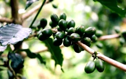 cafelei