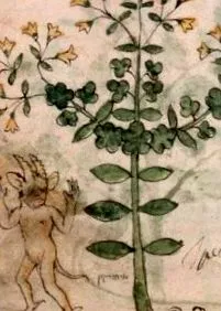 planta