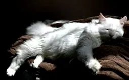 kitty