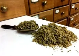 achillea