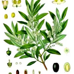 europaea