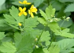 homeopatie tratarea