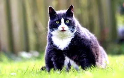 filalapat