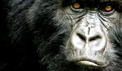gorilla