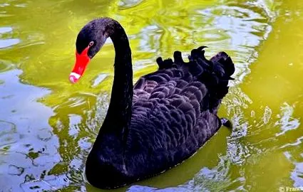 lebede negre