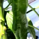 paprika