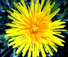 officinale