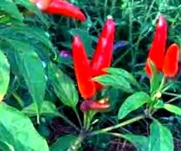 paprika