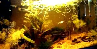 amely táplálkozik guppy