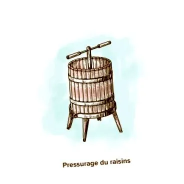 grape