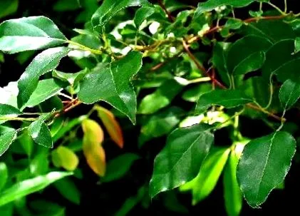 planta
