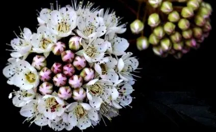 physocarpus