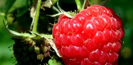 raspberry