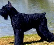 schnauzer