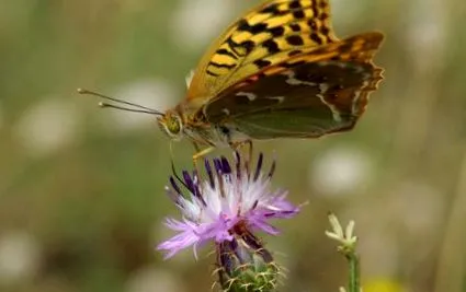 insecte