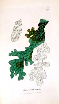 indicațiile
