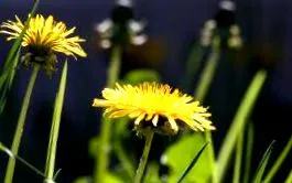 taraxacum