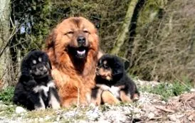 tibeti masztiff