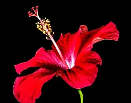 hibiscus