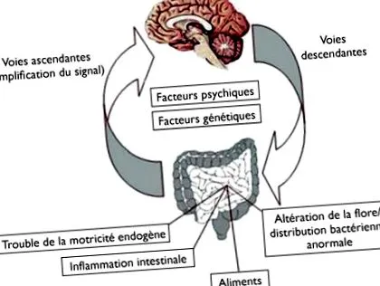 intestinului