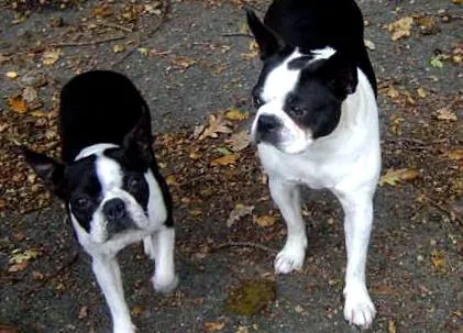 terrier