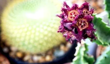 cactus caralluma