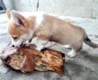 corgi