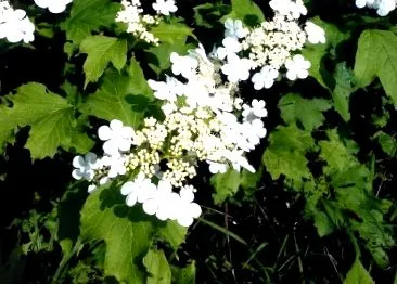 viburnum