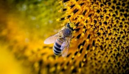 paraziták varroa