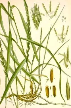 agropyron