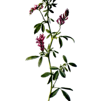капсулах