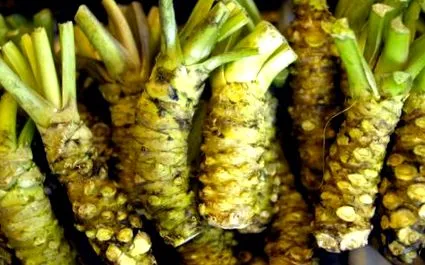 wasabi