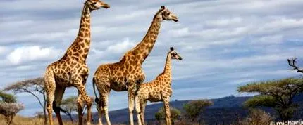 girafe