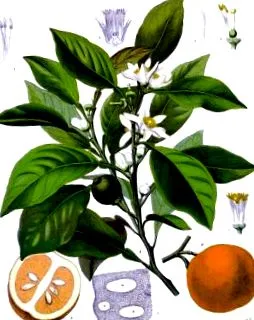 aromaterapie