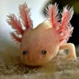 axolotl