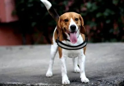 beagle