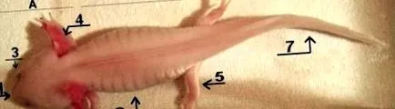 kattintson nagyításhoz