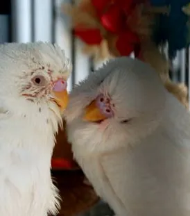 birds-ben