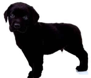 retriever