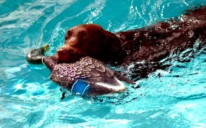 retriever